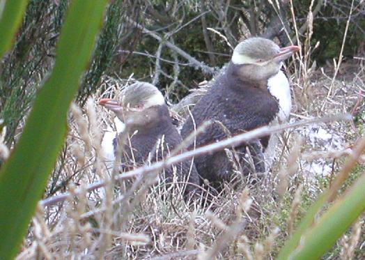 Yellow Eyed Penguin