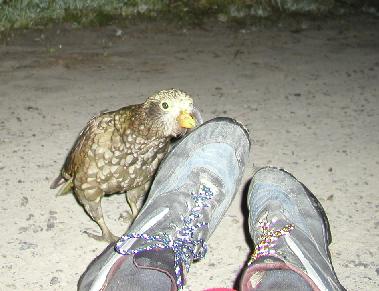 Kea tasting Bikeshoe